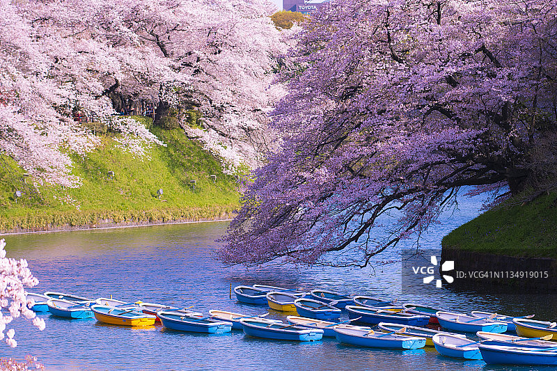 日本的春天图片素材