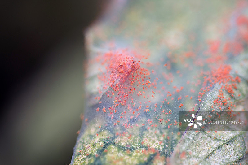 红色叶螨图片素材