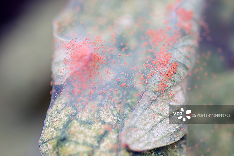 红色叶螨图片素材