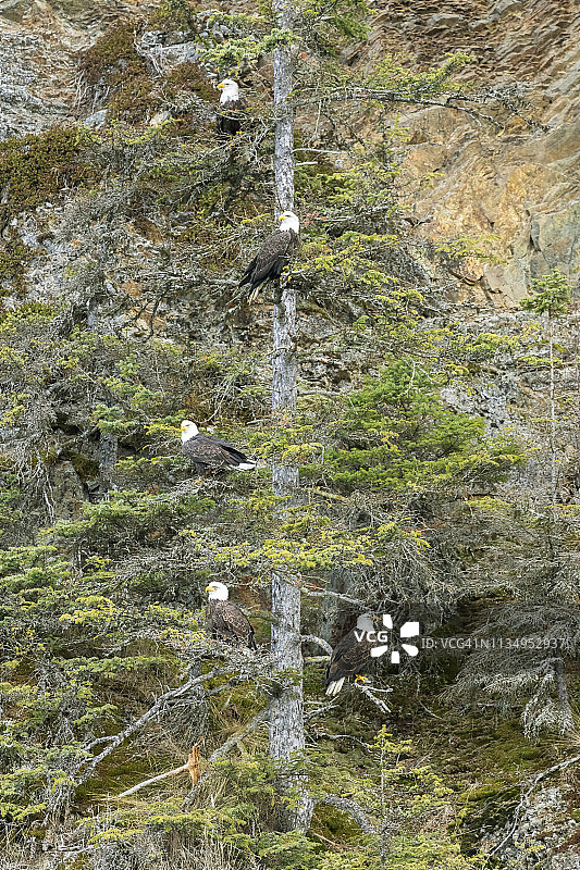 栖息在松树上的白头海雕图片素材