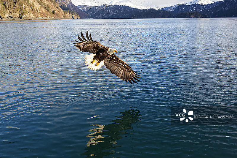 白头海雕在中国普特湾阿拉斯加捕鱼图片素材