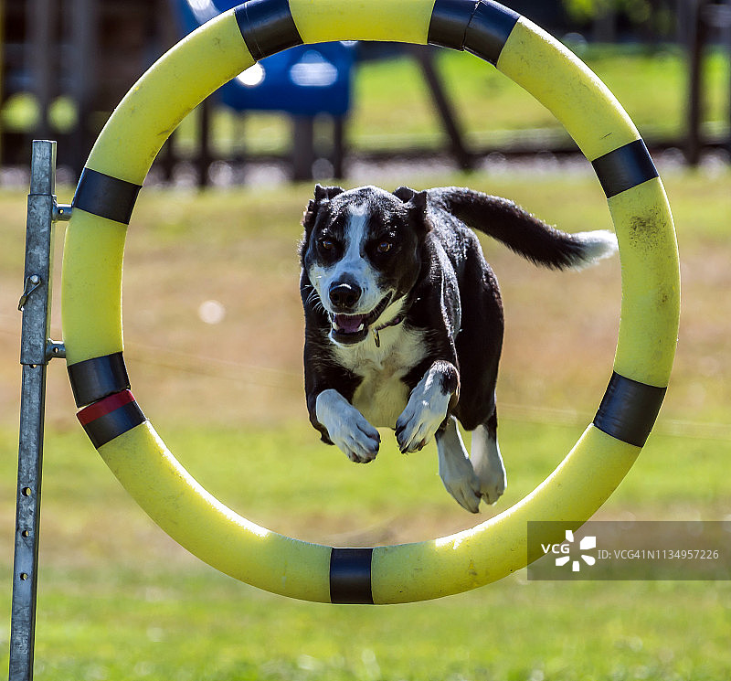 狗狗敏捷训练图片素材