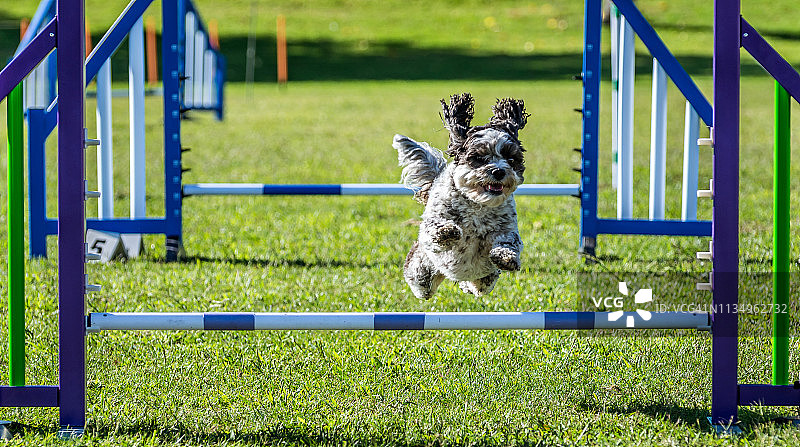 狗狗敏捷训练图片素材