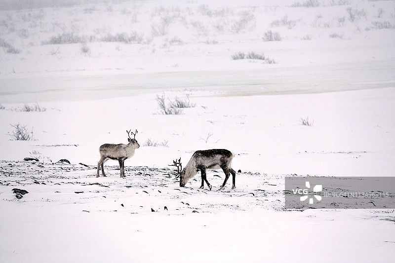 挪威北部拉克塞尔夫附近的两只驯鹿图片素材