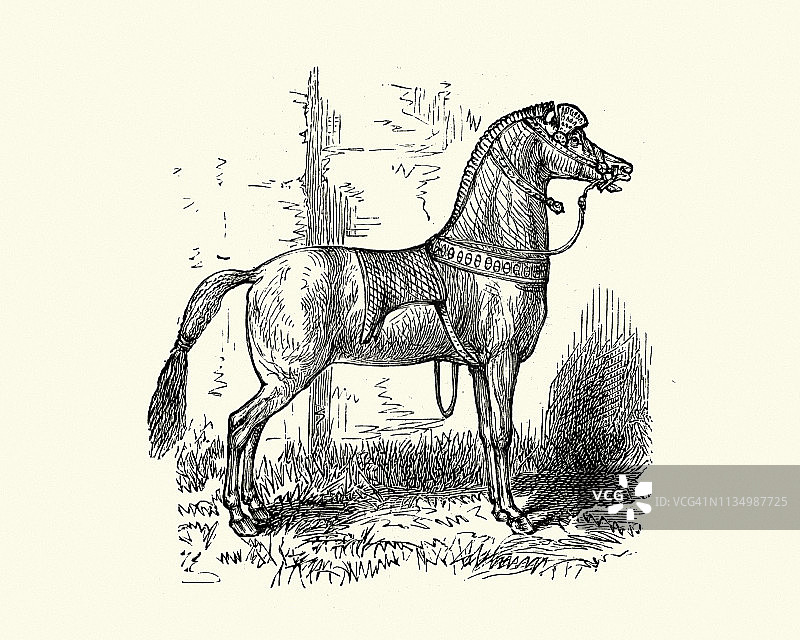 19世纪马的木刻版画图片素材