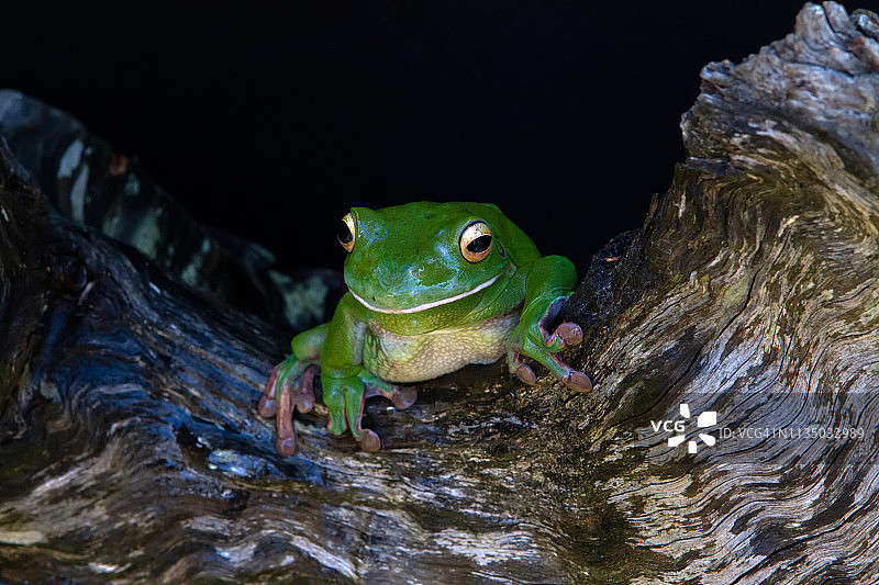 白唇树蛙图片素材