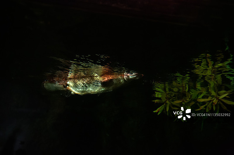 从下方拍摄的鸭嘴兽图片素材