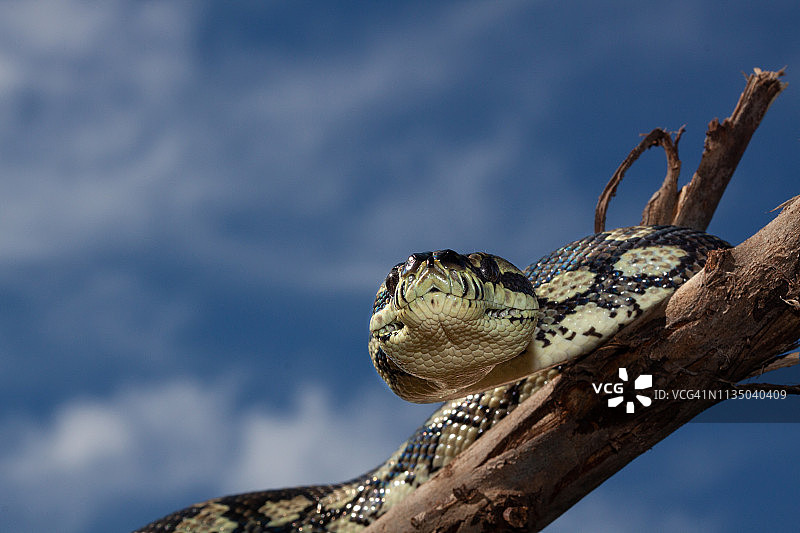 菱斑蟒图片素材