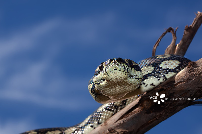 菱斑蟒图片素材