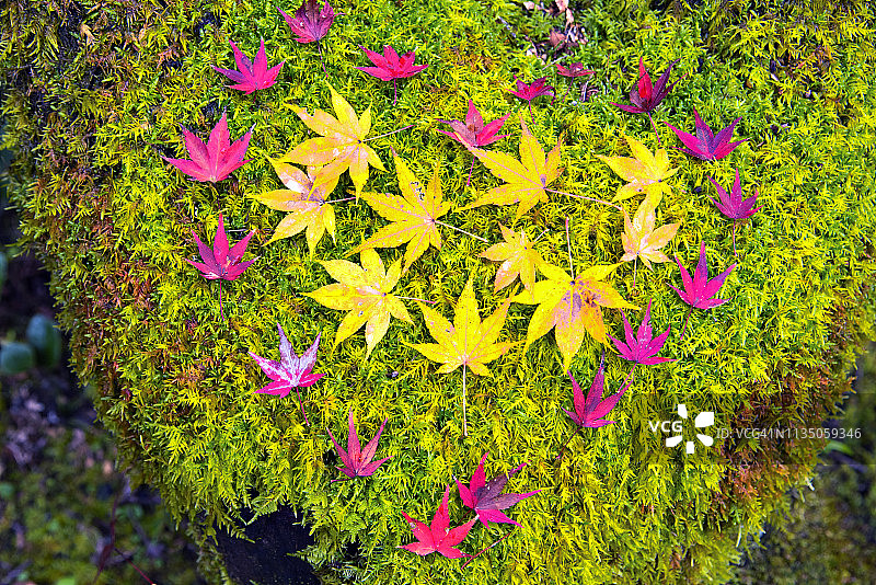 日本京都心形彩色枫叶飘落图片素材