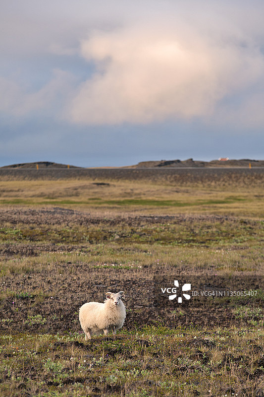 冰岛高地白绵羊图片素材