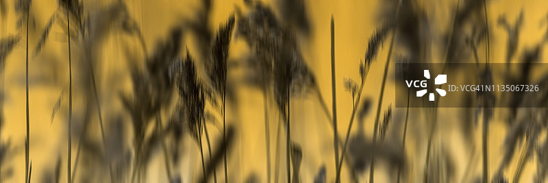 芦苇和湖面橙色倒影的抽象背景图片素材