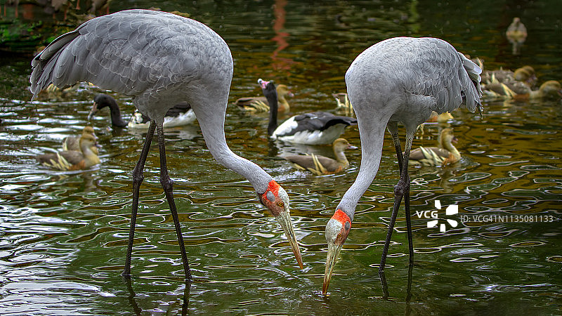 澳洲的鹤：澳洲鹤图片素材