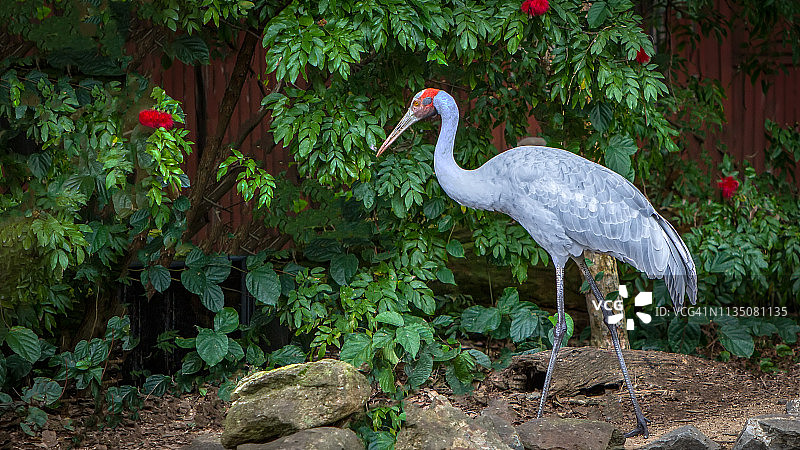澳洲的鹤：澳洲鹤图片素材