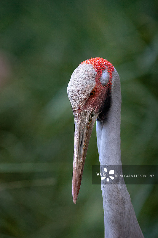 澳洲的鹤：澳洲鹤图片素材