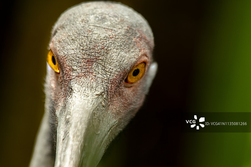 澳洲的鹤：澳洲鹤图片素材