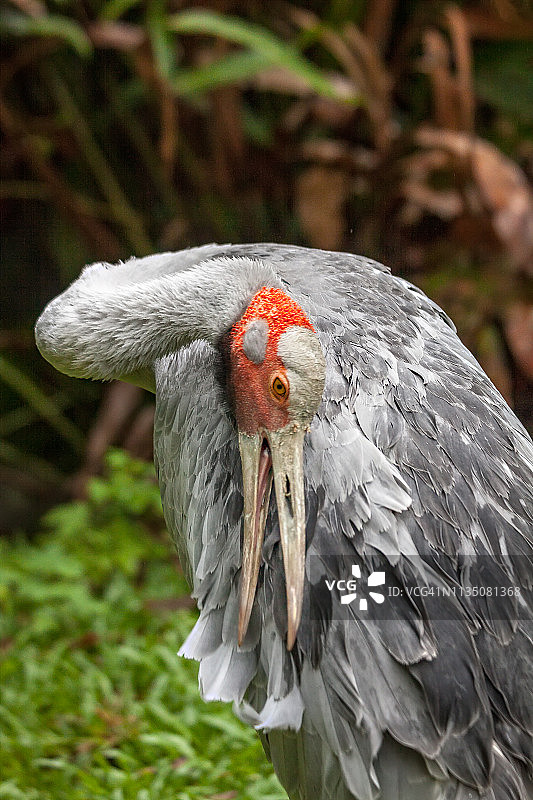 澳洲的鹤：澳洲鹤图片素材