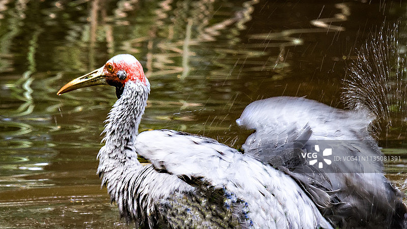 澳洲的鹤：澳洲鹤图片素材