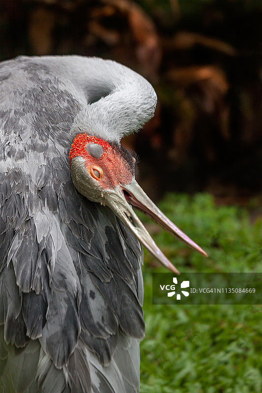 澳洲的鹤：澳洲鹤图片素材