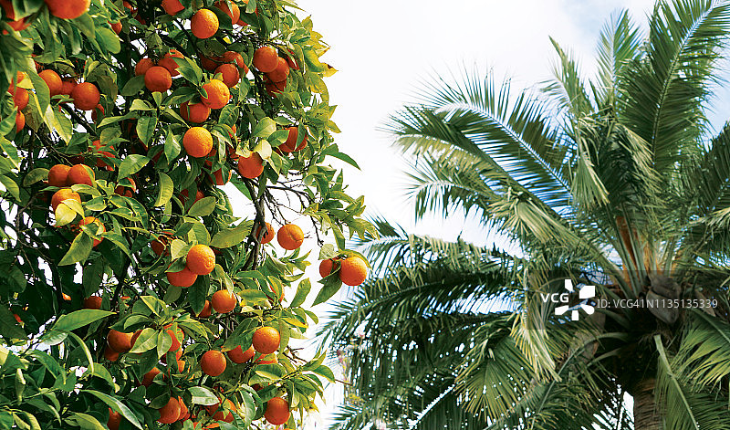 加利福尼亚州议会大厦的橘子树和棕榈树图片素材