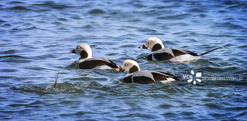 在罗伯特·摩西州立公园水中游泳的四只鸟图片素材