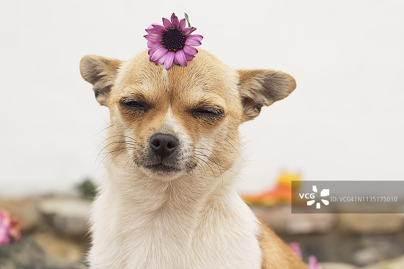 春天的狗图片素材