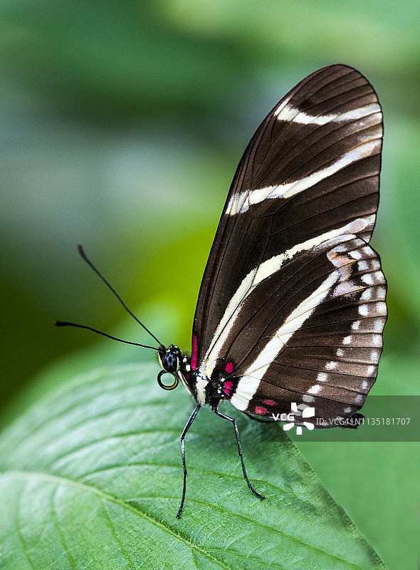 佛罗里达州热带斑马长翅蝶图片素材