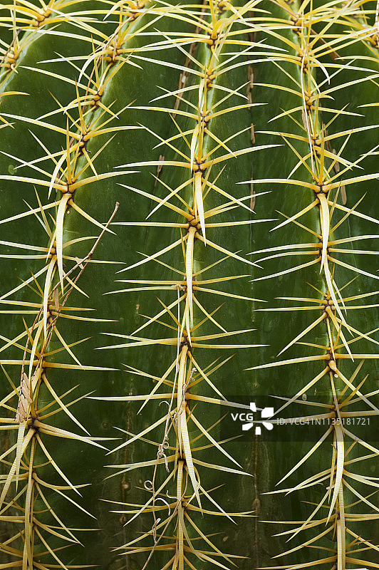金琥仙人掌或金球的刺（Echinocactus grusonii）图片素材