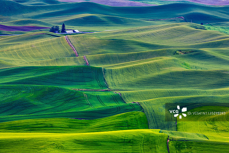 华盛顿州帕卢斯农田图片素材