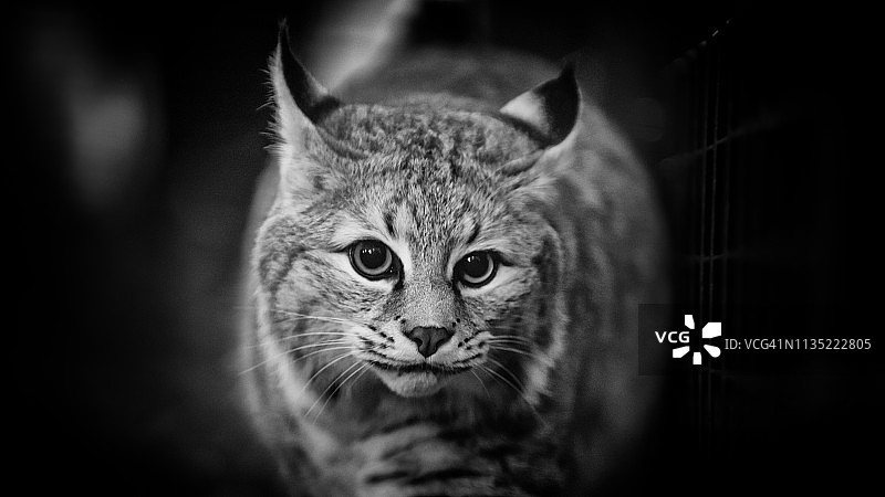 巡逻中的短尾猫图片素材