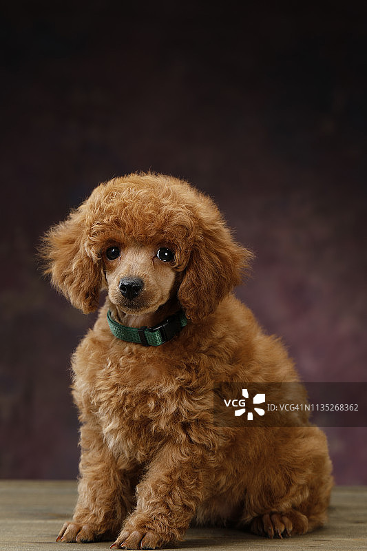 可爱棕色迷你贵宾犬幼犬图片素材