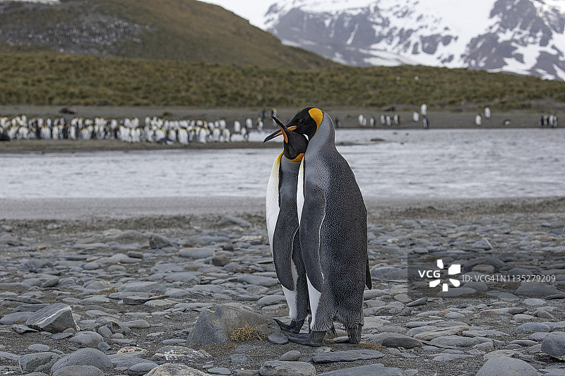 索尔兹伯里平原上的帝企鹅情侣图片素材