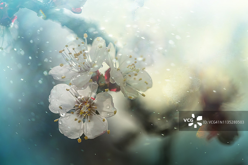 春天开花图片素材