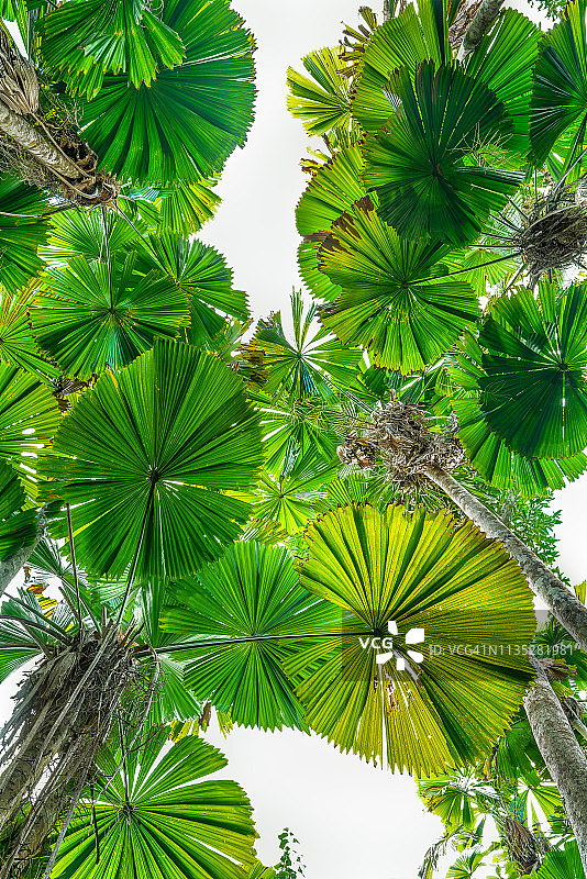 澳大利亚昆士兰热带棕榈树图片素材