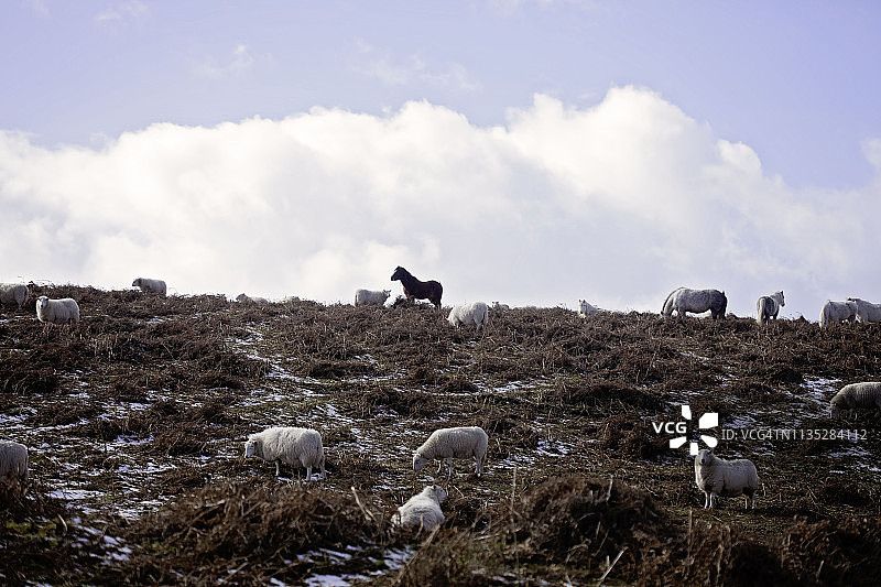 野生小马和绵羊图片素材