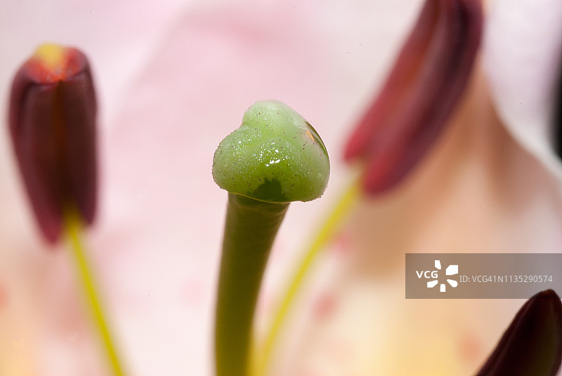 粉色香水百合花图片素材