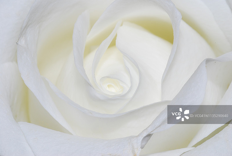 白色玫瑰花微距图片素材