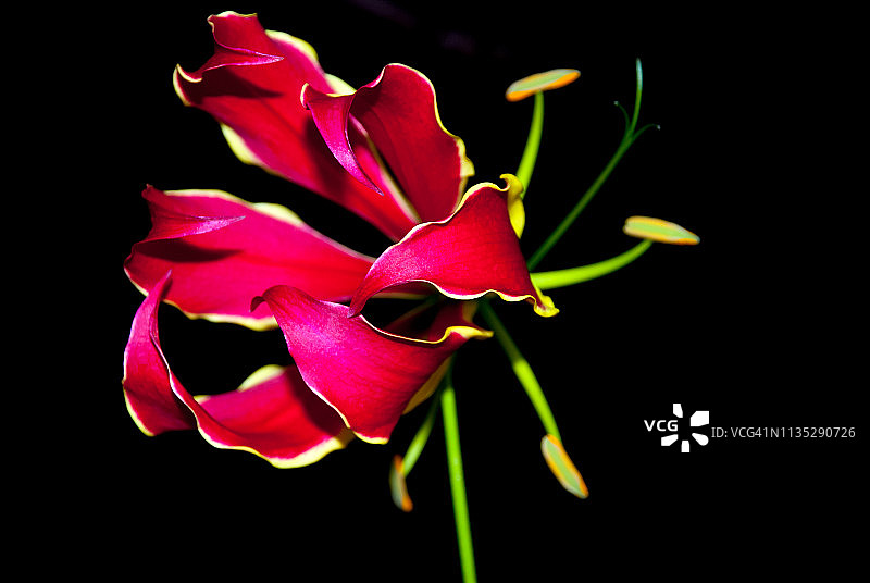 嘉兰百合花图片素材