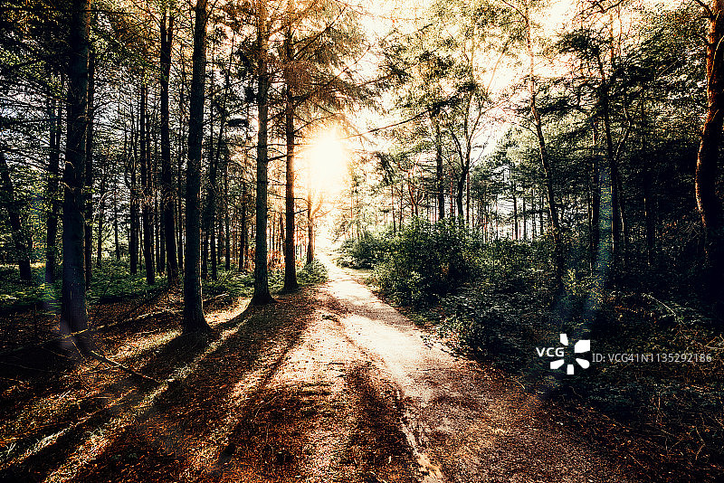 森林中的傍晚图片素材