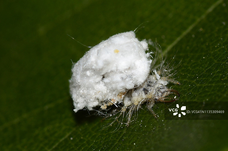小昆虫图片素材
