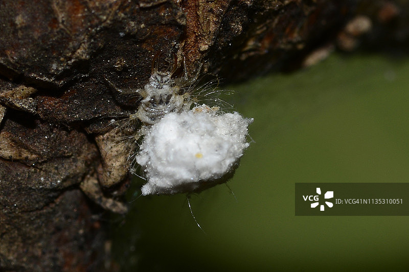 小昆虫图片素材