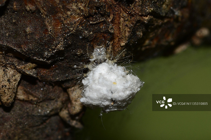 小昆虫图片素材
