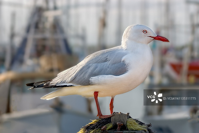 栖息在系船柱上的海鸥图片素材