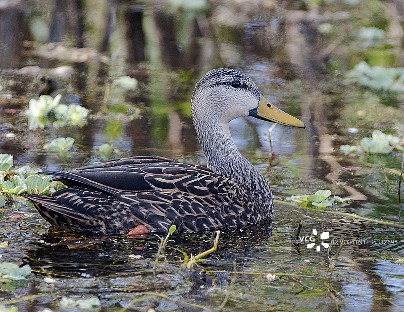 斑驳鸭图片素材