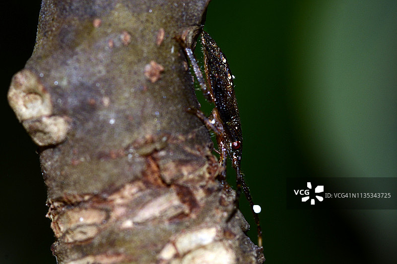 小昆虫图片素材