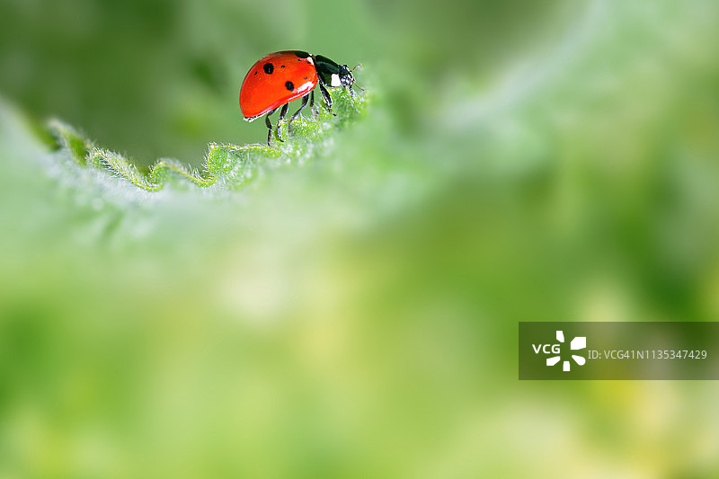 叶子上的瓢虫图片素材