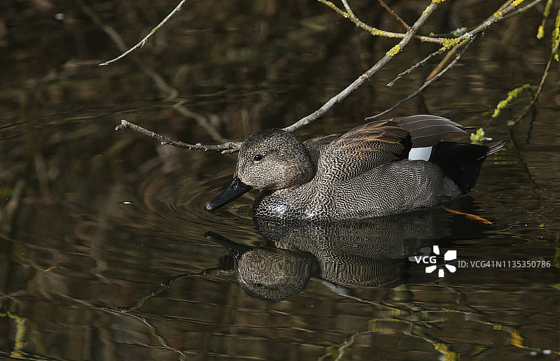 在河中游泳的雄性赤膀鸭图片素材