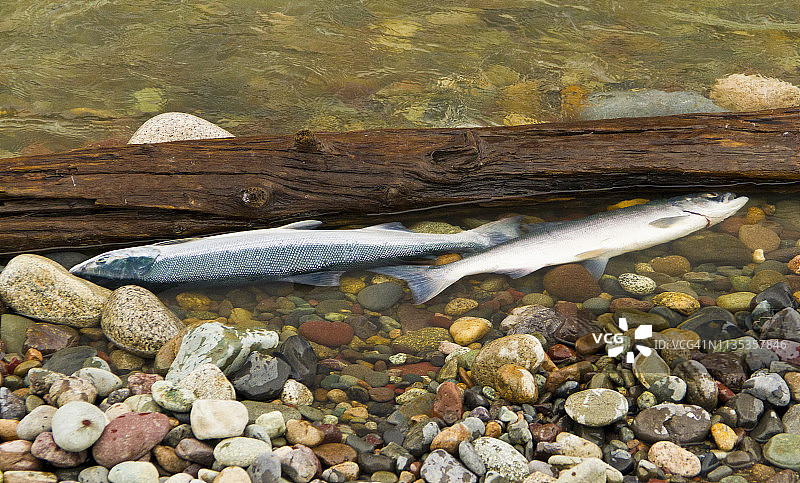 捕获红眼鲑鱼图片素材