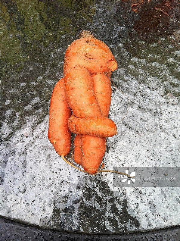 祈祷胡萝卜图片素材