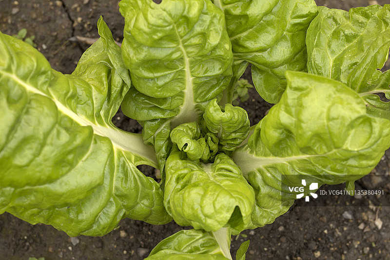 莙荙菜图片素材